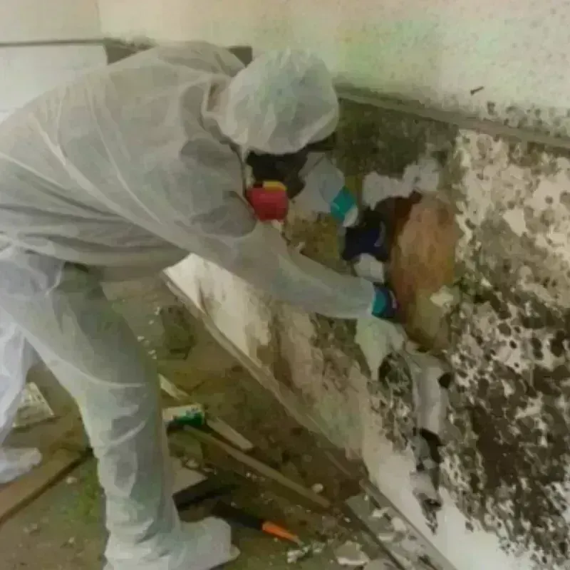 Mold Remediation and Removal in Burlington, WA